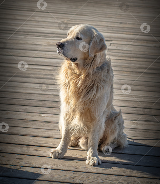 Скачать Собака породы Золотистый ретривер Лабрадор фотосток Ozero