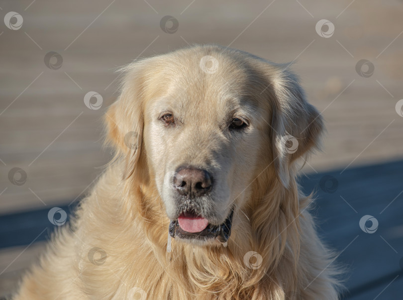 Скачать Собака породы Золотистый ретривер Лабрадор фотосток Ozero