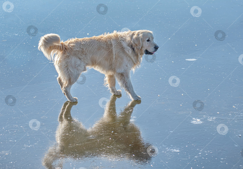 Скачать Собака Золотистый ретривер идёт по гладкой поверхности, похожей на лёд или воду. фотосток Ozero