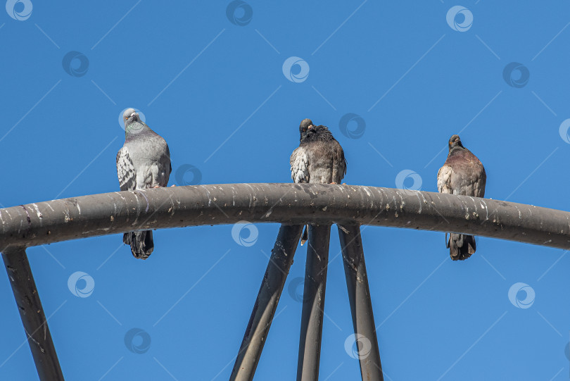 Скачать Металлические арки, на которых сидят голуби. фотосток Ozero