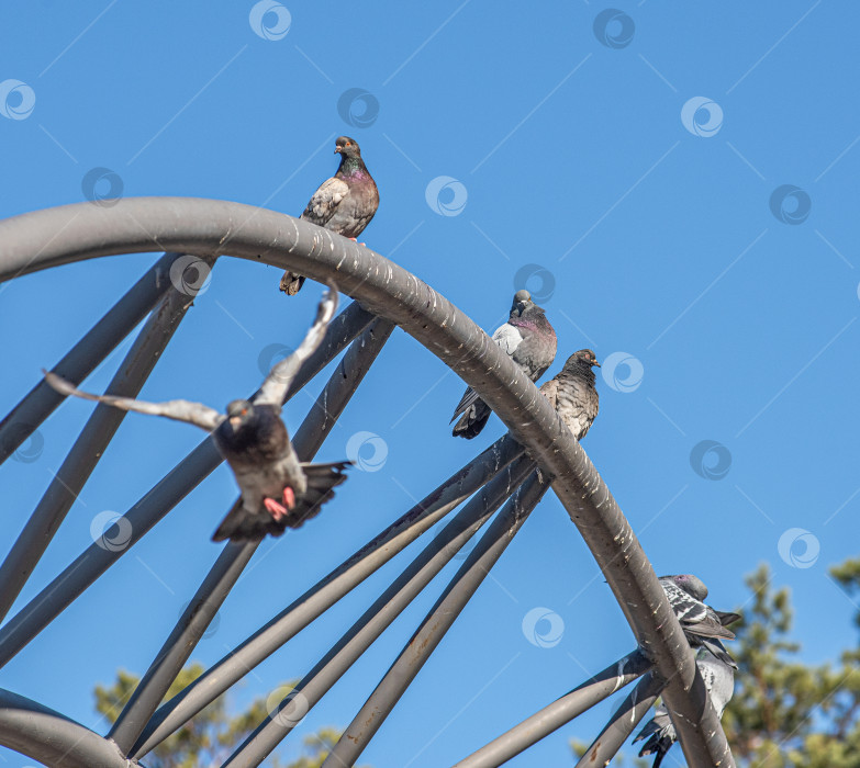 Скачать Металлические арки, на которых сидят голуби. фотосток Ozero