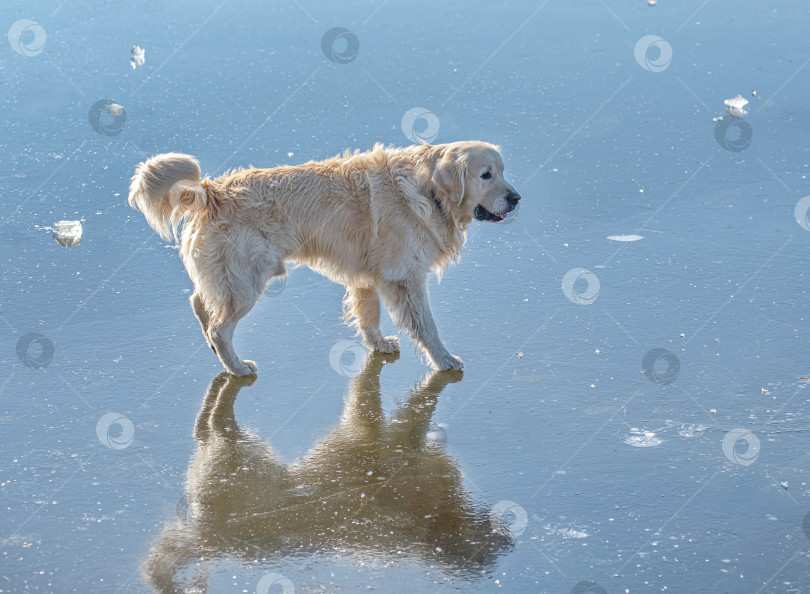 Скачать Собака Золотистый ретривер идёт по гладкой поверхности, похожей на лёд или воду. фотосток Ozero