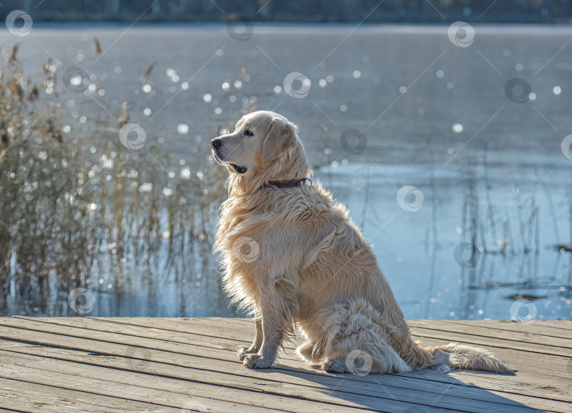 Скачать Собака породы Золотистый ретривер Лабрадор фотосток Ozero