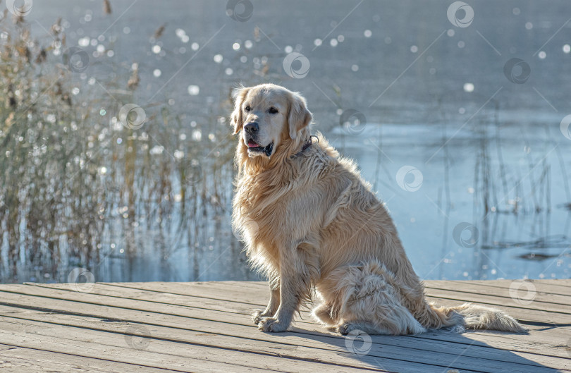 Скачать Собака Золотистый ретривер сидит на деревянной платформе у воды. фотосток Ozero