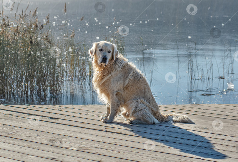 Скачать Собака Золотистый ретривер сидит на деревянной платформе у воды. фотосток Ozero