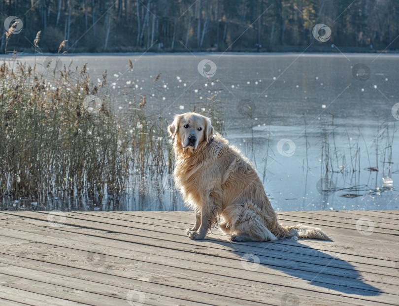 Скачать Собака Золотистый ретривер сидит на деревянной платформе у воды. фотосток Ozero