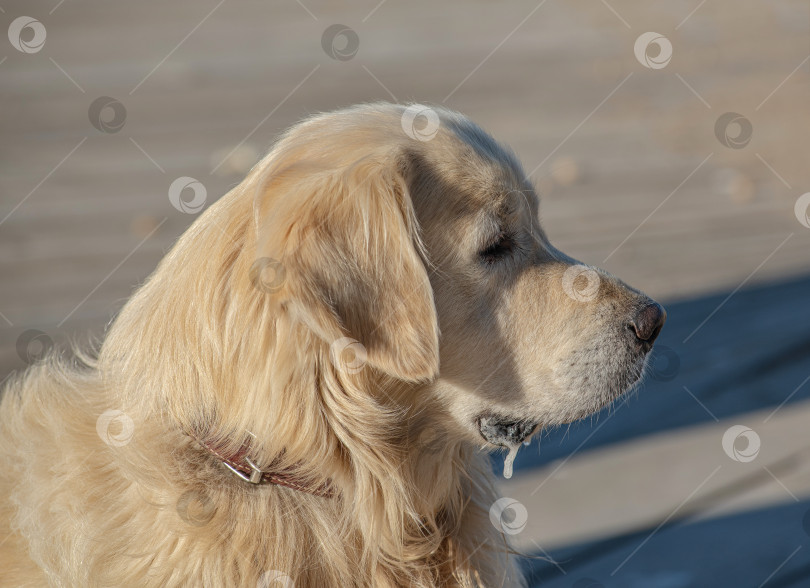 Скачать Собака породы Золотистый ретривер Лабрадор фотосток Ozero
