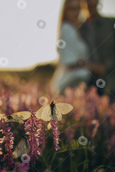 Скачать Бабочки на цветах фотосток Ozero