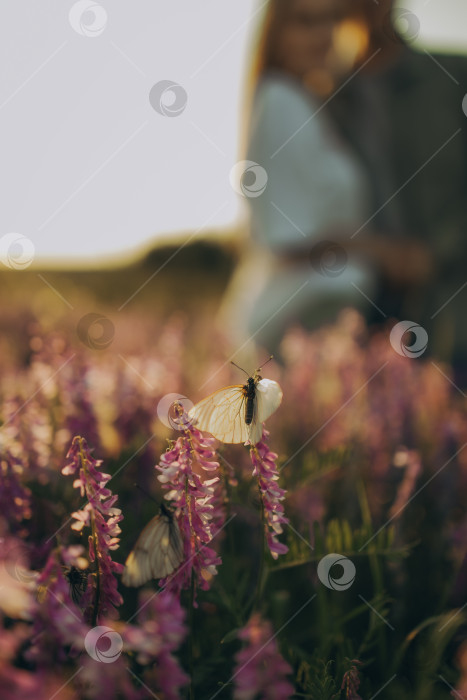 Скачать Бабочка на цветке фотосток Ozero