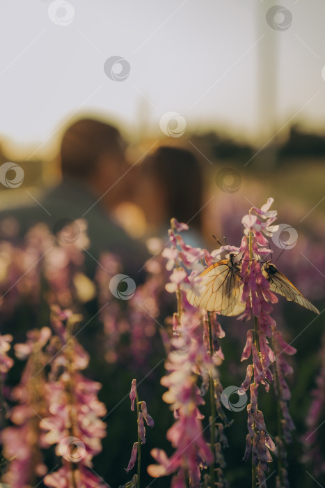 Скачать Влюблённые в поле цветов фотосток Ozero