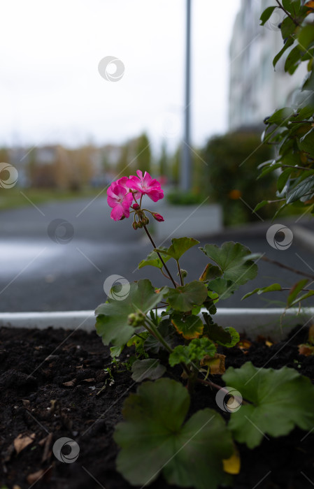 Скачать Герань во дворе фотосток Ozero