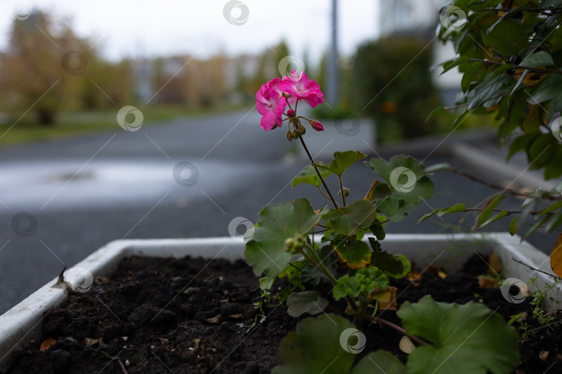 Скачать Клумба с геранью на улице фотосток Ozero
