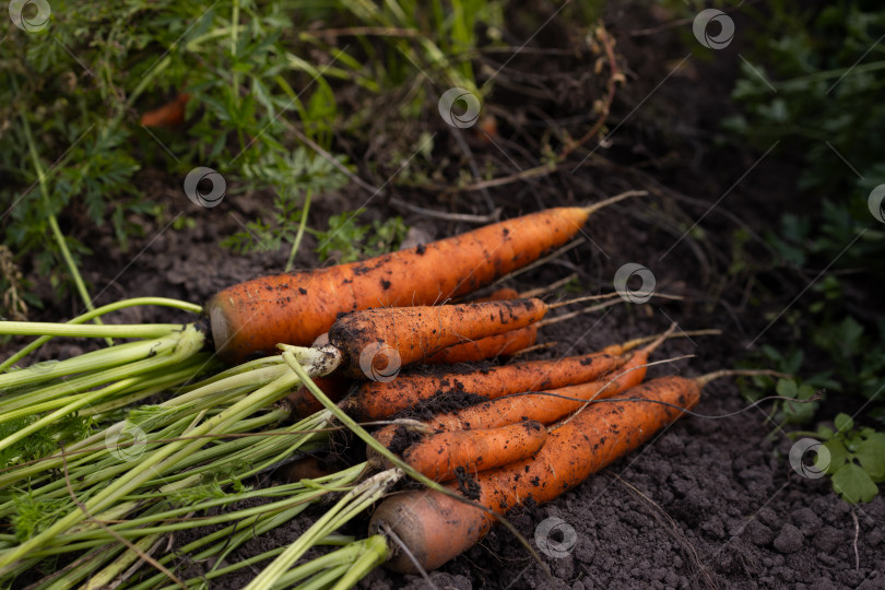 Скачать Морковь на грядке фотосток Ozero