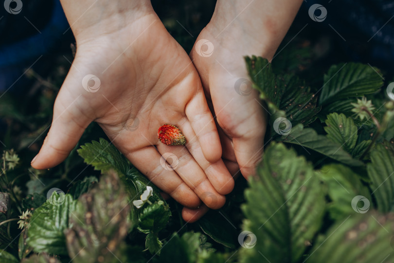 Скачать Ягода земляники в руках ребёнка фотосток Ozero