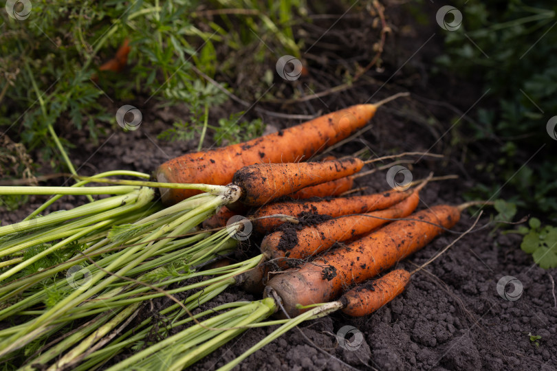 Скачать Свежая морковь на грядке фотосток Ozero