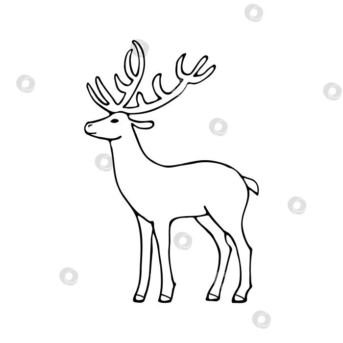 Скачать Векторная черно-белая иллюстрация на белом фоне в мультяшном стиле. Каракули, нарисованные от руки северным оленем. фотосток Ozero