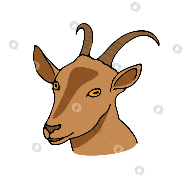 Скачать цветной портрет козы, нарисованный от руки на белом фоне фотосток Ozero