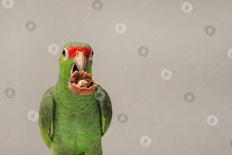 Скачать Портрет большого зеленого попугая, который ест орех. фотосток Ozero
