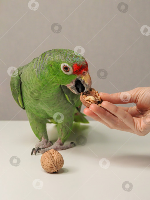 Скачать Тренировка попугая. Рука человека кормит попугая. фотосток Ozero