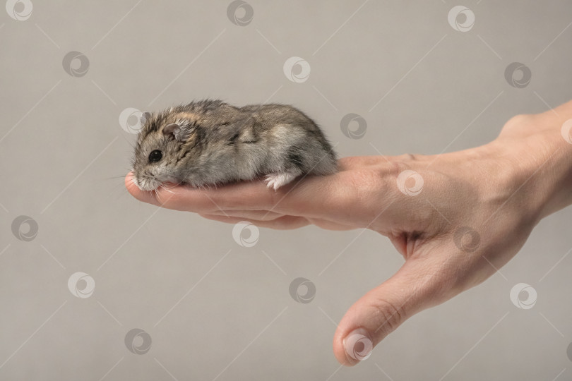 Скачать Крупным планом в руке человека изображено симпатичное маленькое животное. фотосток Ozero