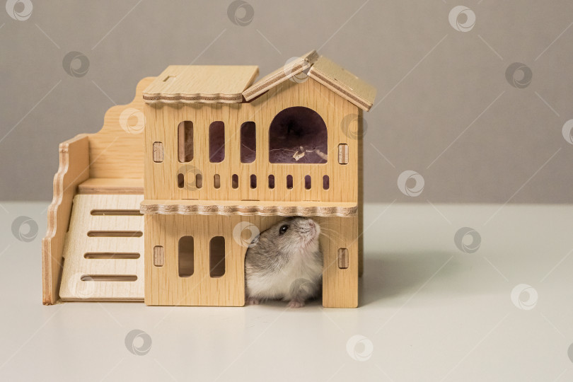 Скачать хомячок в окне своего деревянного домика фотосток Ozero