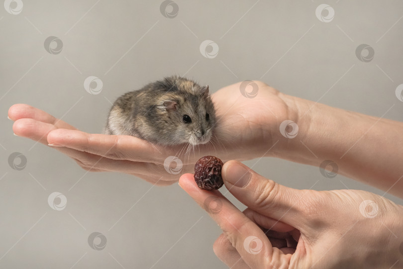 Скачать человек держит в руке маленького хомячка и кормит его кусочком еды фотосток Ozero