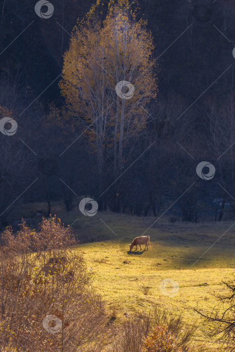 Скачать Корова пасется в поле на фоне деревьев фотосток Ozero