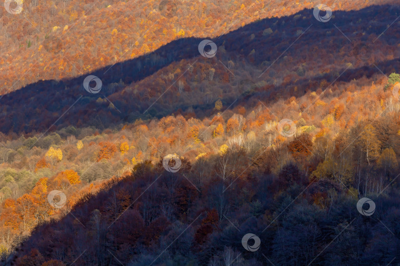 Скачать Красивый и красочный фон осеннего леса. фотосток Ozero