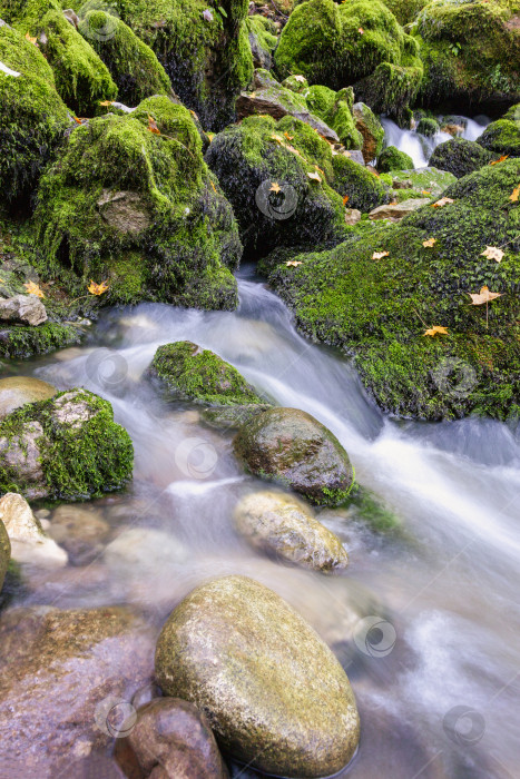 Скачать густой лес, где по замшелым скалам течет ручей воды. фотосток Ozero