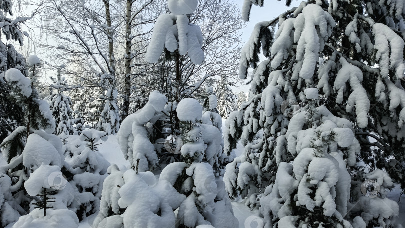 Скачать Зимний лес фотосток Ozero