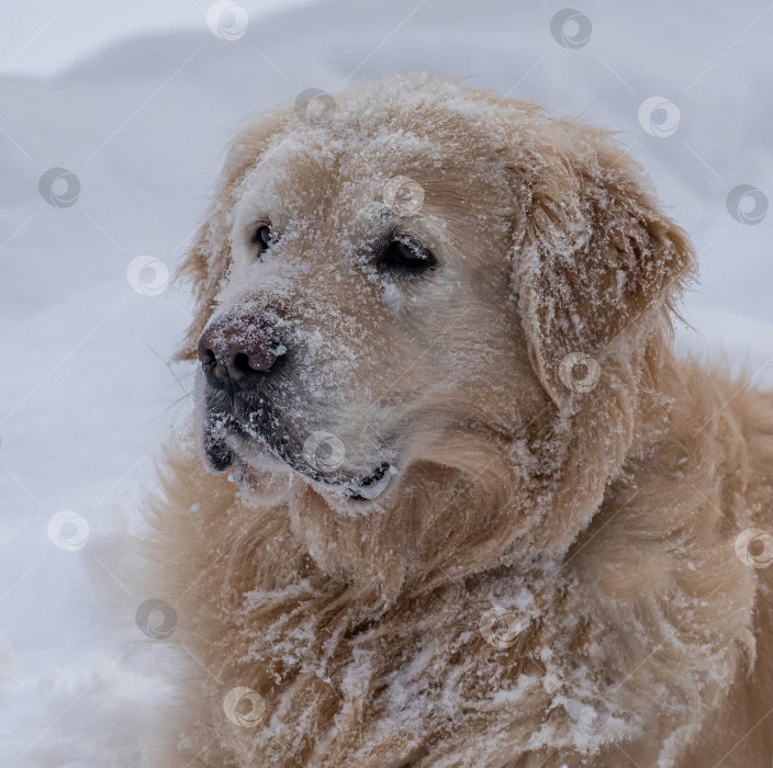 Скачать Собака породы Золотистый ретривер (голден-ретривер) покрытая снегом. Фон белый, зимний. фотосток Ozero