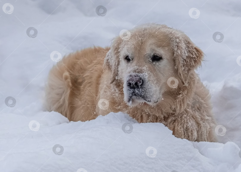 Скачать Собака породы Золотистый ретривер Лабрадор фотосток Ozero