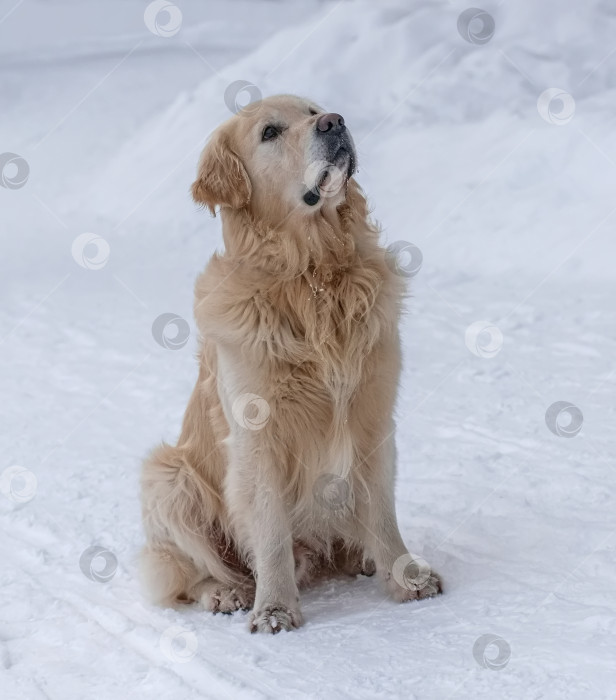 Скачать Собака породы Золотистый ретривер (голден-ретривер) покрытая снегом. Фон белый, зимний. фотосток Ozero
