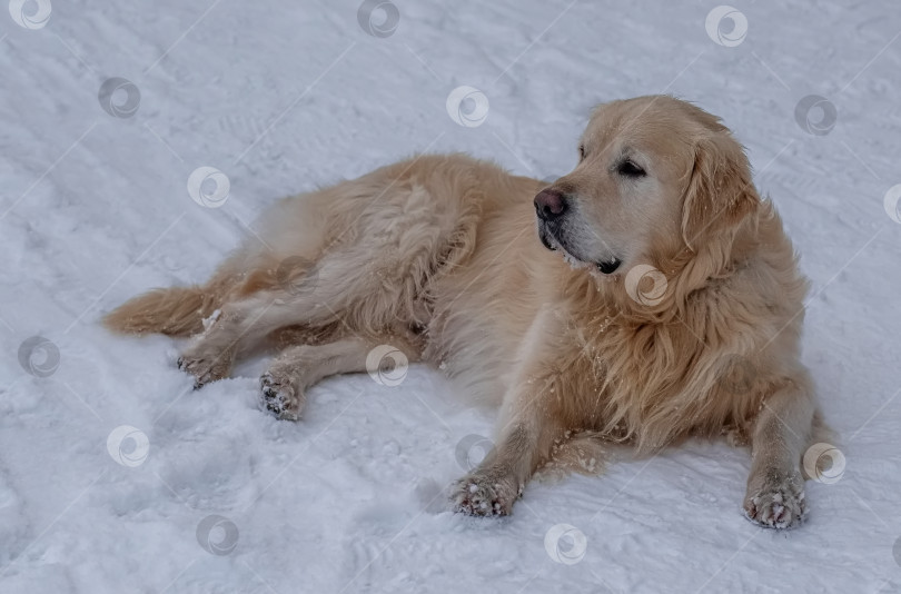 Скачать Собака породы Золотистый ретривер (голден-ретривер) покрытая снегом. Фон белый, зимний. фотосток Ozero
