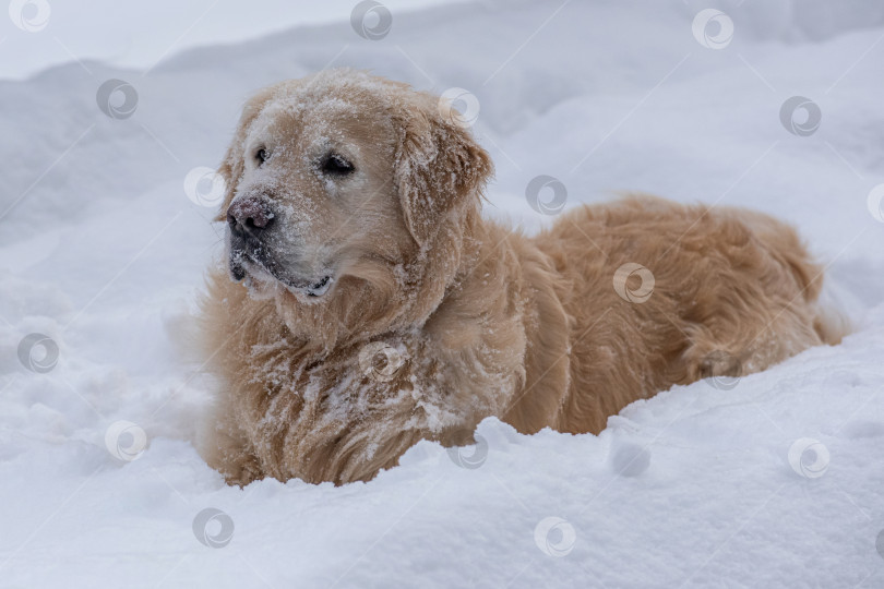Скачать Собака породы Золотистый ретривер (голден-ретривер) покрытая снегом. Фон белый, зимний. фотосток Ozero