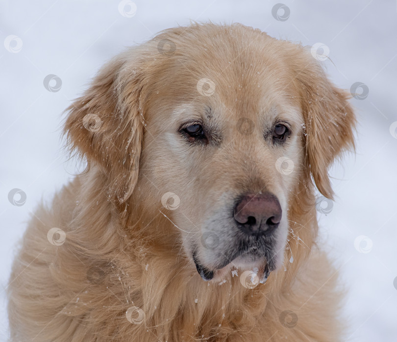Скачать Портрет собаки породы Золотистый ретривер. Фон белый, зима. фотосток Ozero
