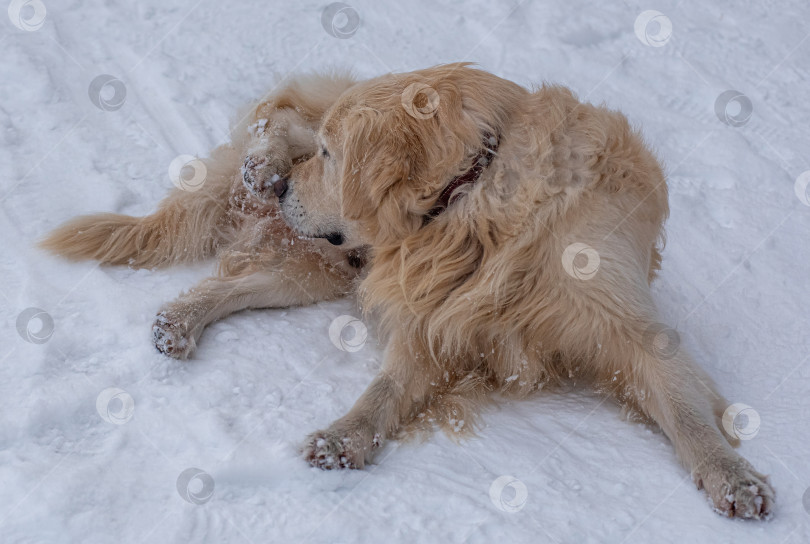 Скачать Собака породы Золотистый ретривер умывает себя. Фон белый, зимний. фотосток Ozero