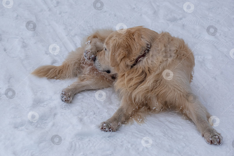 Скачать Собака Золотистый ретривер-лабрадор,  в снегу. У неё длинная шерсть, на которой видны снежинки.покрытый снегом. фотосток Ozero