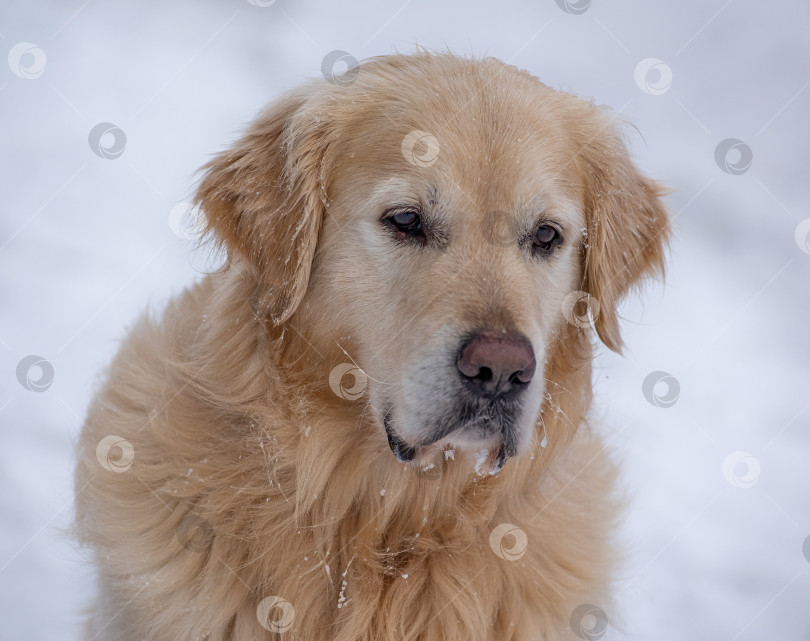 Скачать Портрет собаки породы Золотистый ретривер. Фон белый, зима. фотосток Ozero