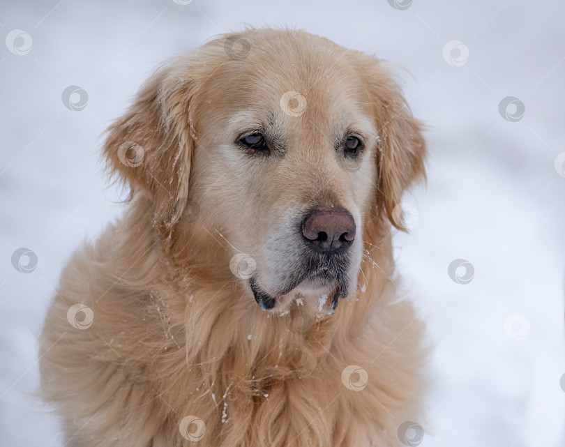 Скачать Собака Золотистый ретривер-лабрадор,  в снегу. У неё длинная шерсть, на которой видны снежинки.покрытый снегом. фотосток Ozero