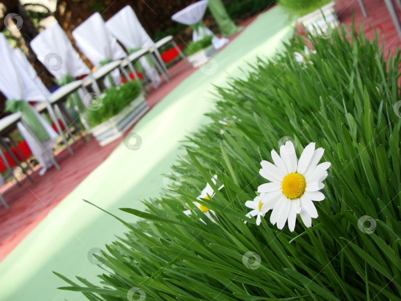 Скачать Цветы ромашки в свадебном оформлении фотосток Ozero