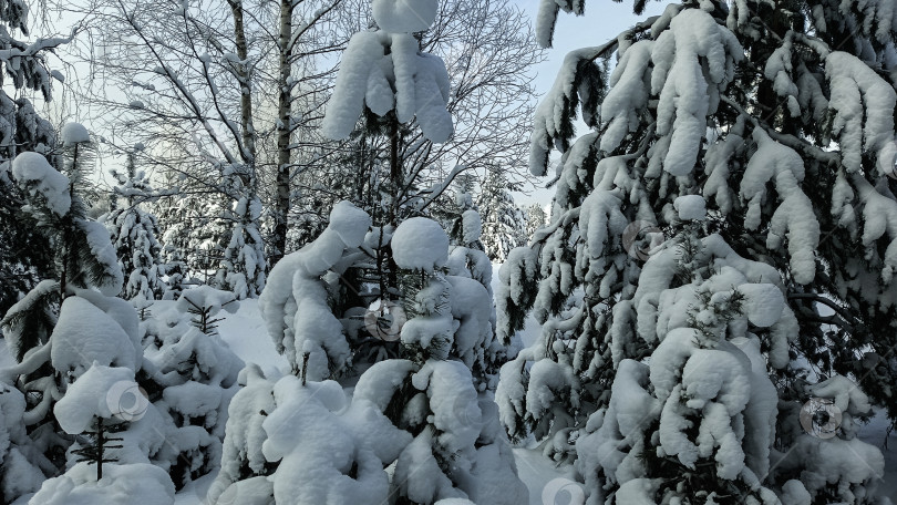Скачать Снежная зима фотосток Ozero
