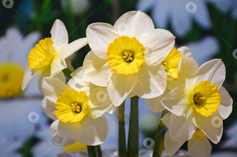 Скачать Букет из нарциссов фотосток Ozero