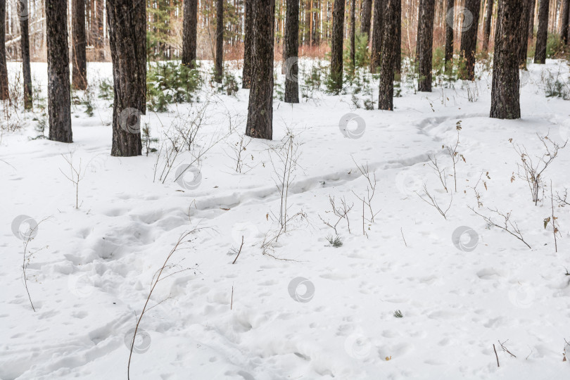 Скачать Извилистая заснеженная тропинка проходит через сосновый лес. Зимние прогулки на свежем воздухе в лесу фотосток Ozero