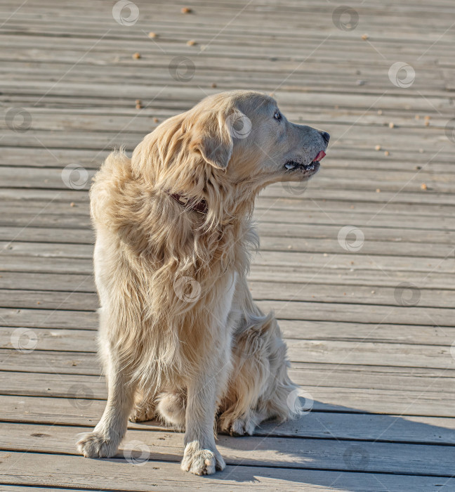 Скачать Собака породы Золотистый ретривер Лабрадор фотосток Ozero