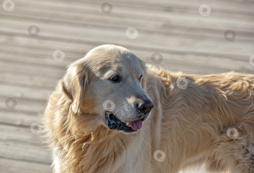 Скачать Собака породы Золотистый ретривер Лабрадор фотосток Ozero