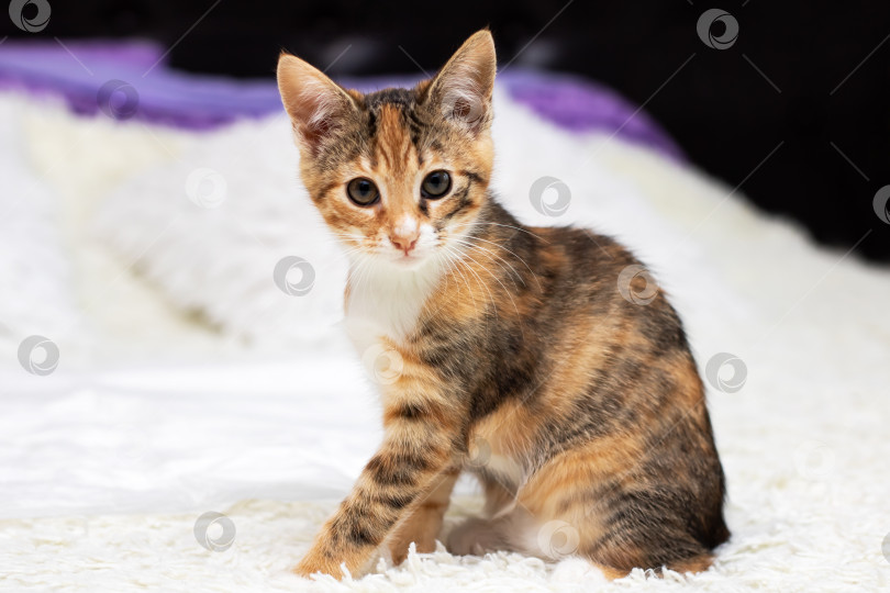 Скачать Веселая ситцевая кошечка внимательно разглядывает пушистое одеяло при ярком студийном освещении фотосток Ozero