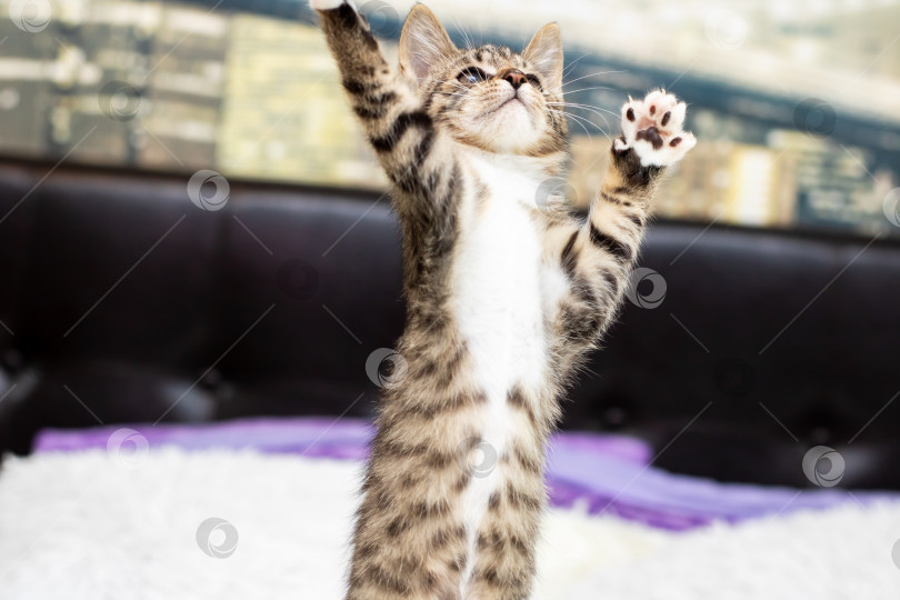 Скачать Игривый кошачий прыжок, жизнерадостная молодая кошка запрыгивает на кровать среди солнечного света и уютной обстановки фотосток Ozero