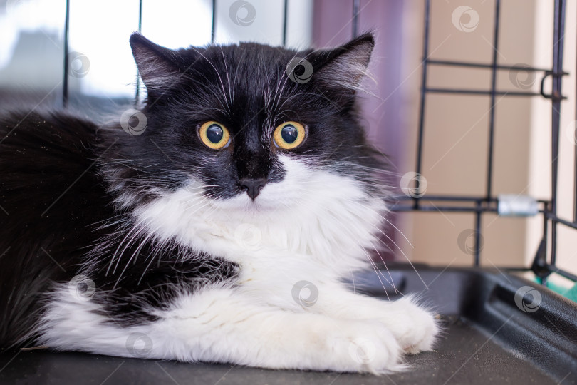 Скачать Безмятежность, проявляемая кошкой, неподвижно стоящей в укрытии во время процесса оценки фотосток Ozero