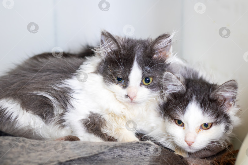 Скачать Два кошачьих компаньона, разделяющие тепло, серая и белая кошки гармонично отдыхают вместе фотосток Ozero